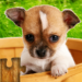 Free Download Dogs Jigsaw Puzzle Game Kids 33.0 APK